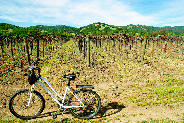biking in sonoma wine tasting
